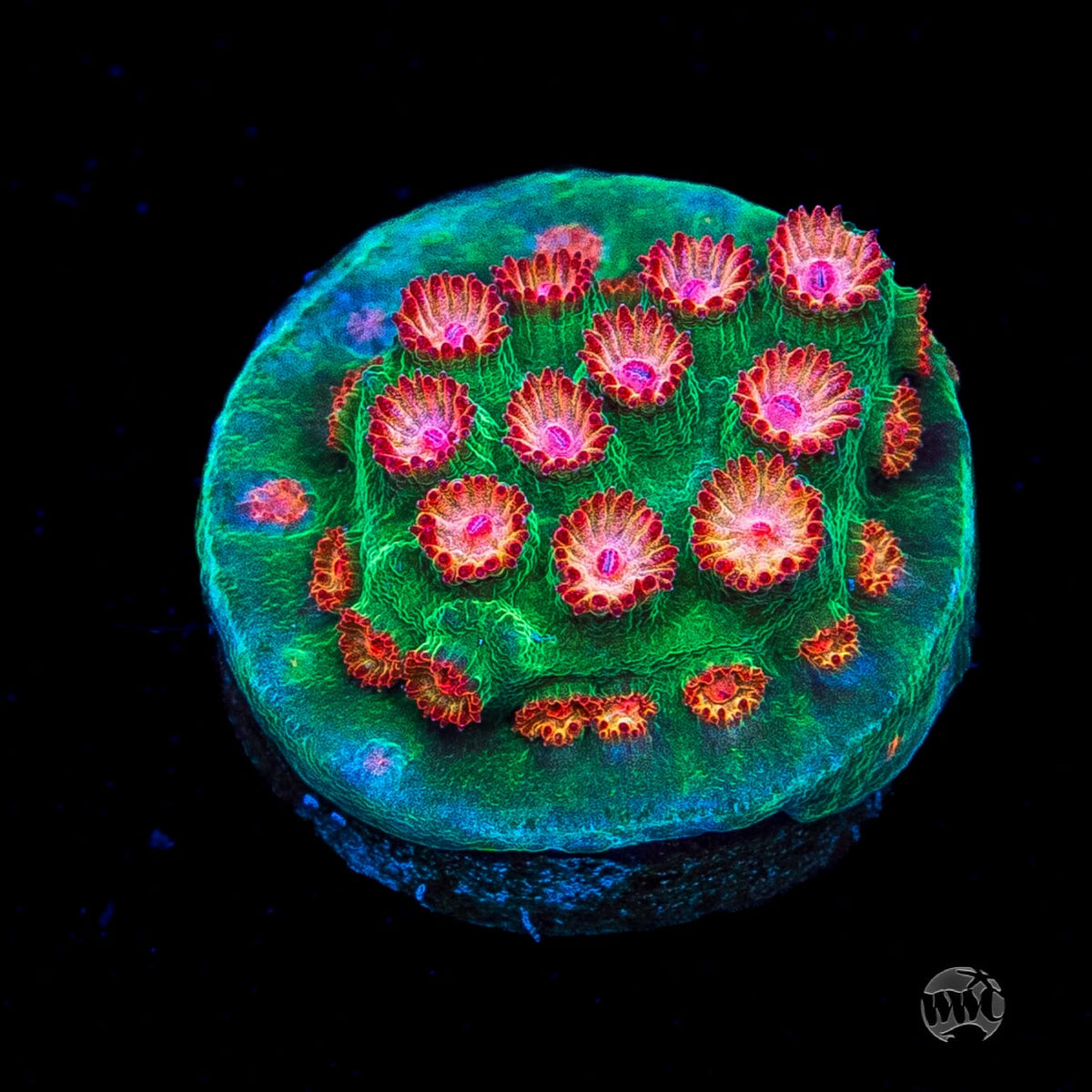 WWC Jingle Bells Cyphastrea