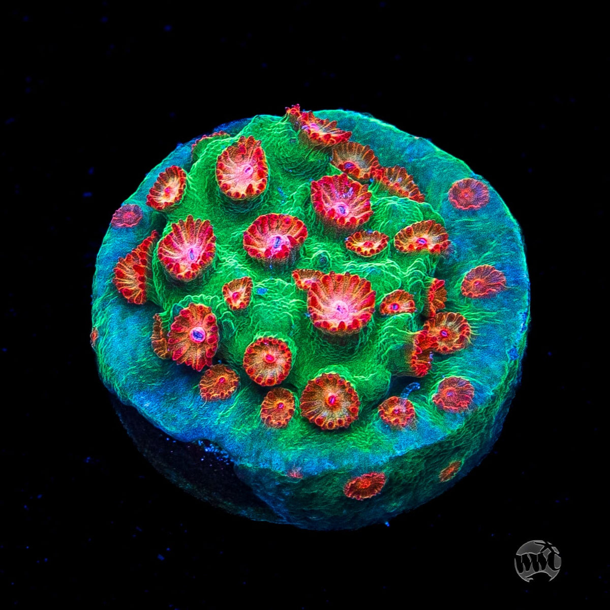 WWC Jingle Bells Cyphastrea