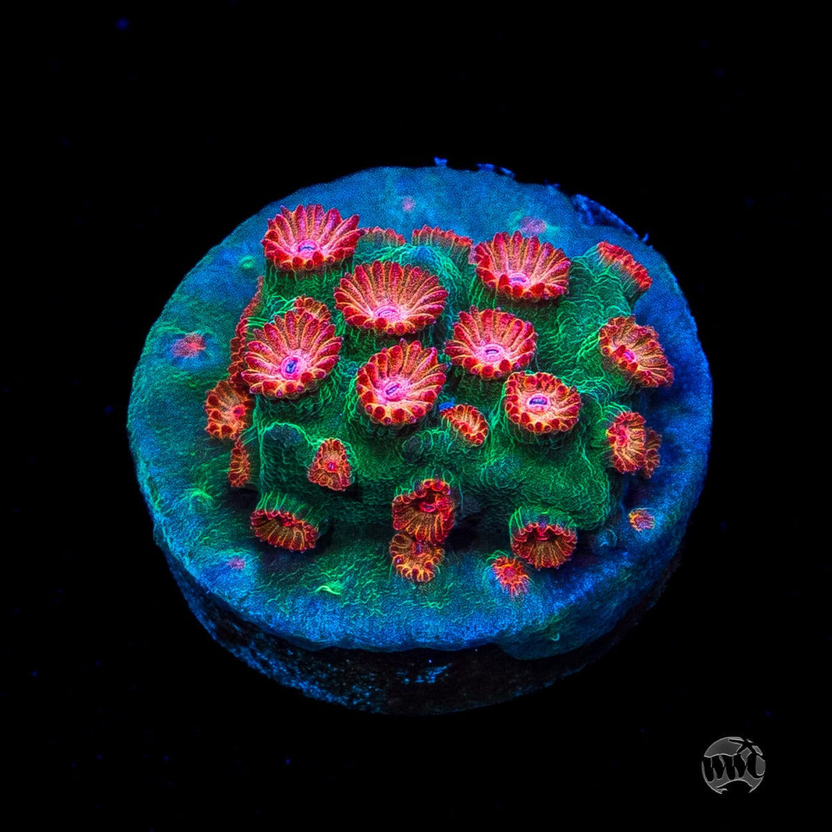 WWC Jingle Bells Cyphastrea