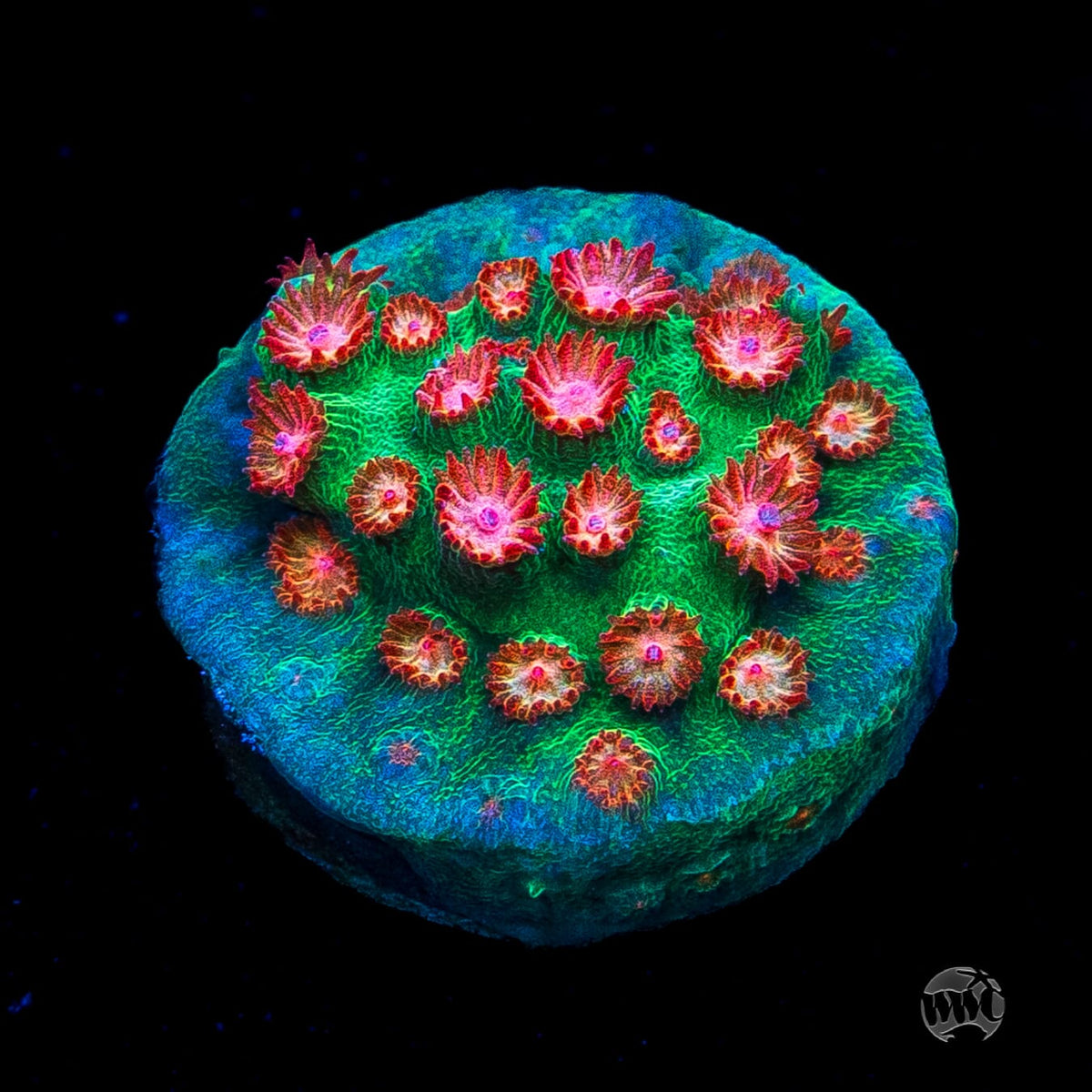 WWC Jingle Bells Cyphastrea