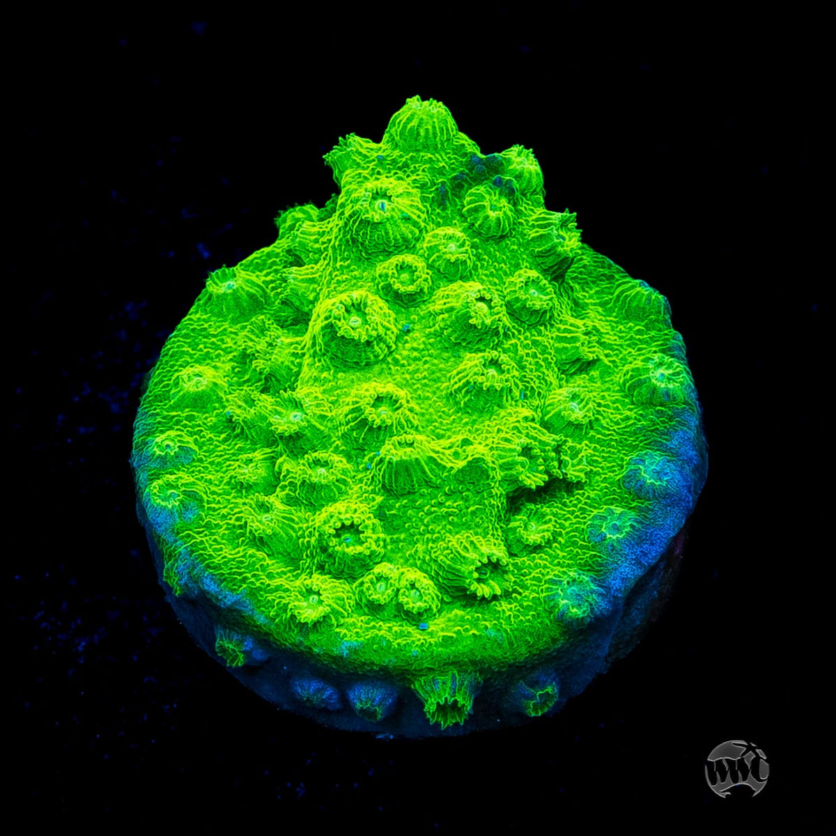 WWC Lime Green Cyphastrea