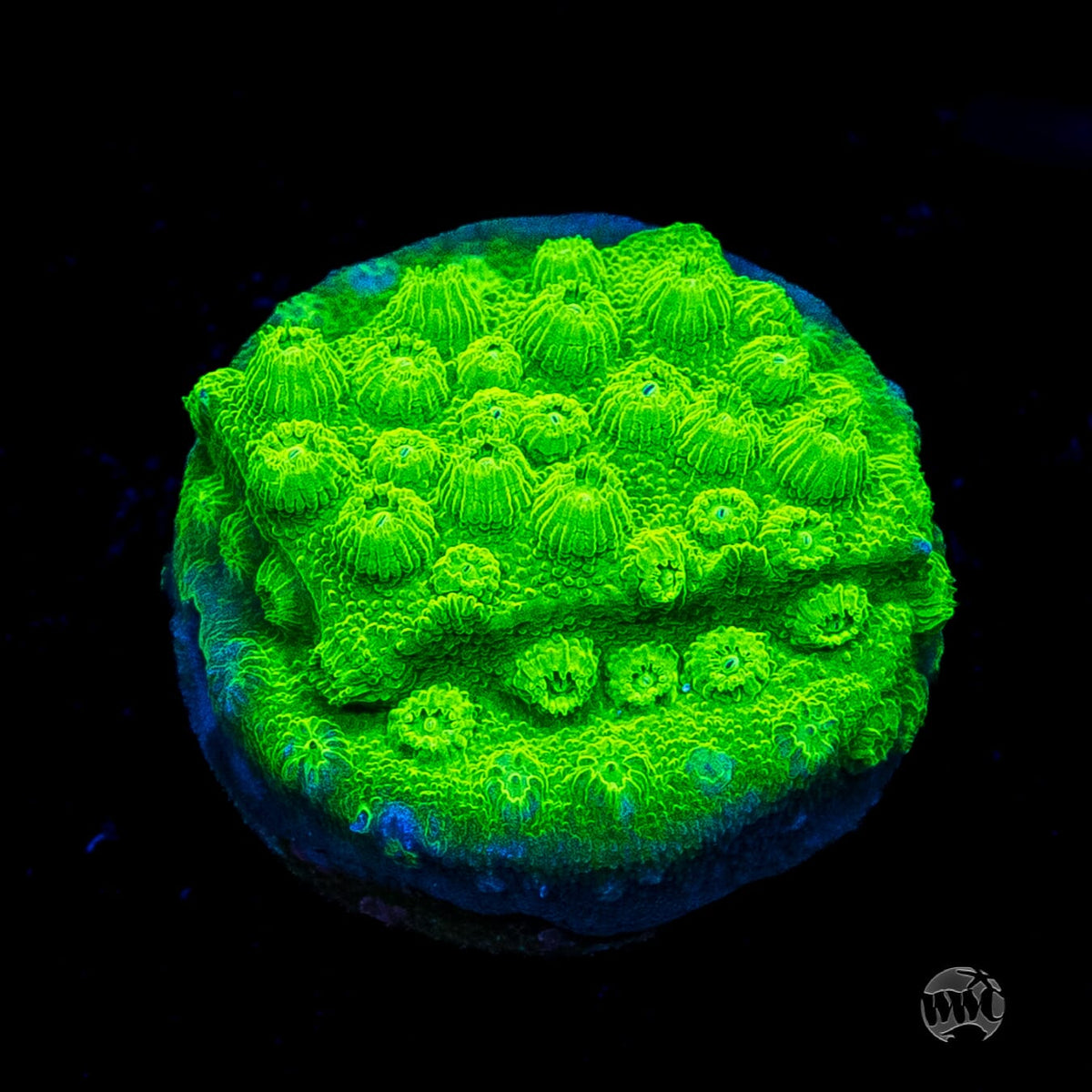 WWC Lime Green Cyphastrea