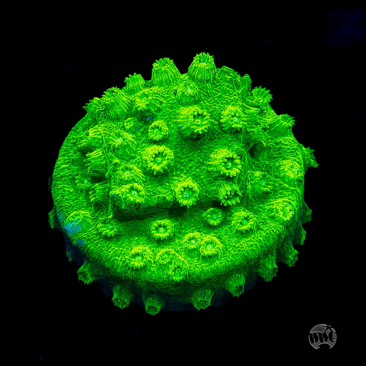 WWC Lime Green Cyphastrea
