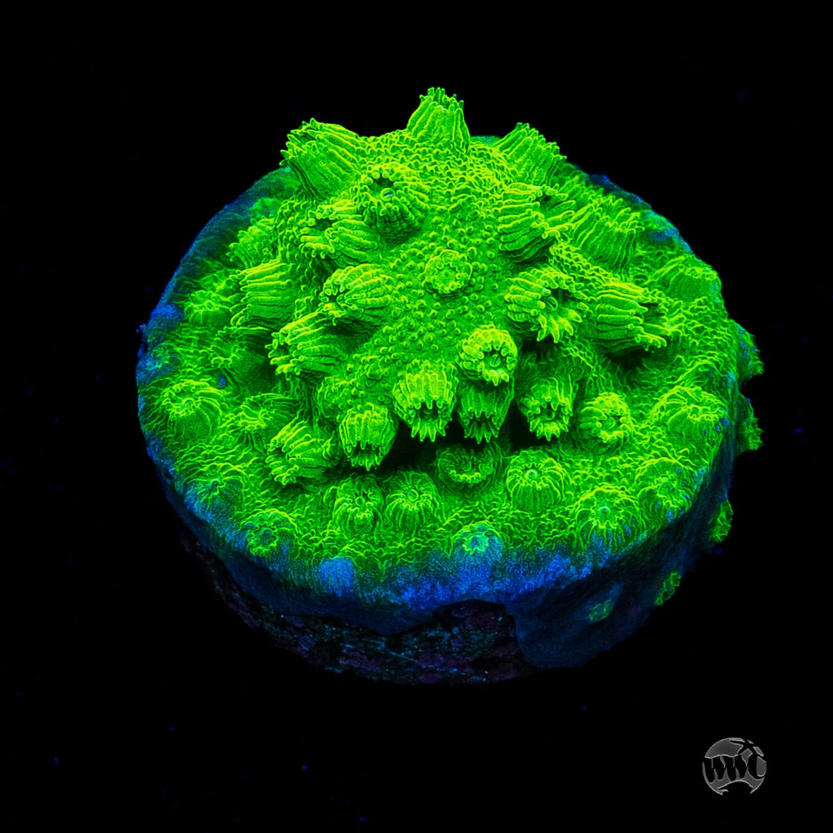 WWC Lime Green Cyphastrea