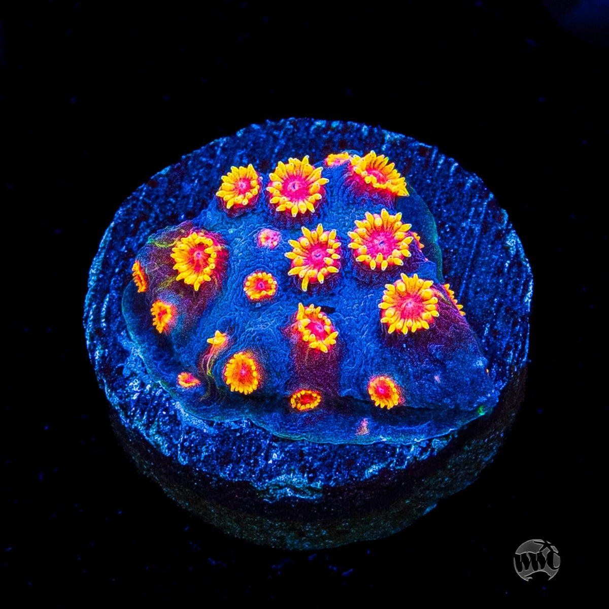 WWC Bizarro Cyphastrea