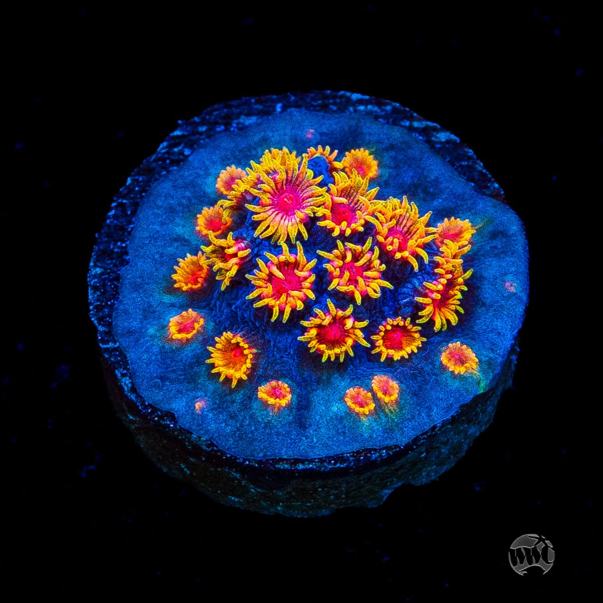 WWC Bizarro Cyphastrea
