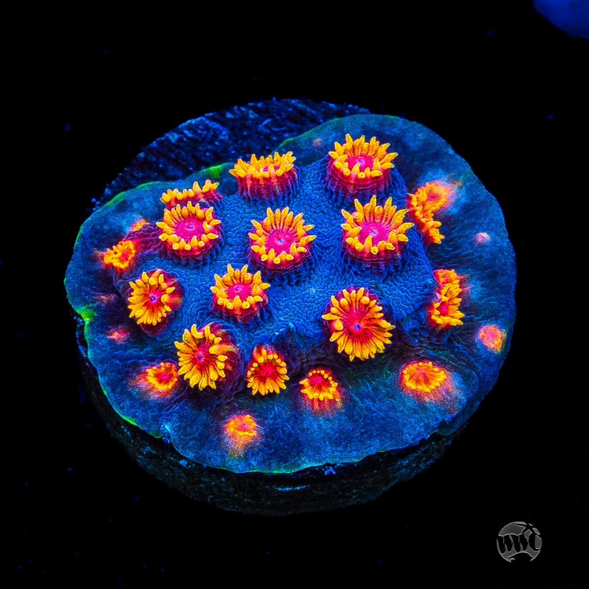 WWC Bizarro Cyphastrea