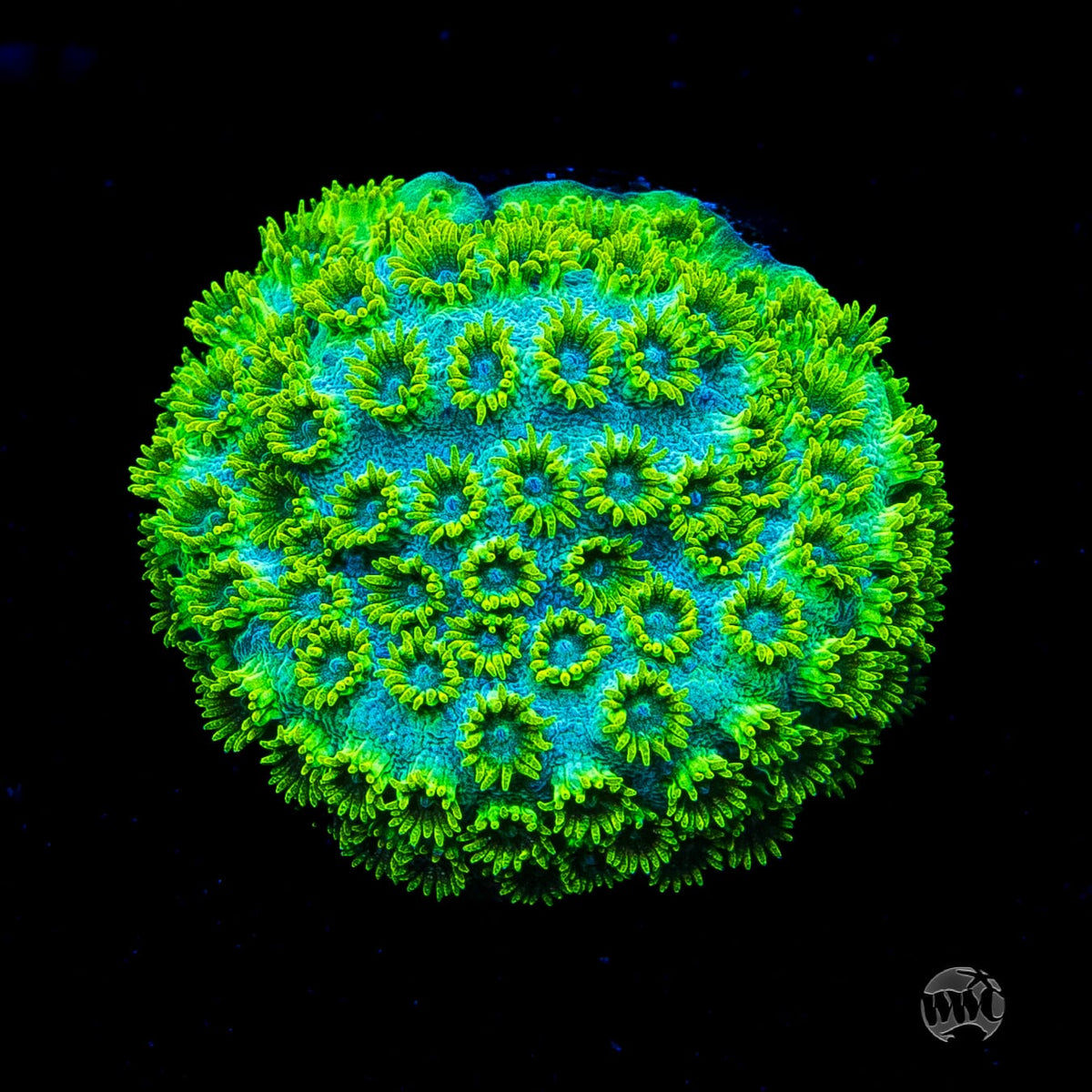 WWC Leafy Greens Cyphastrea