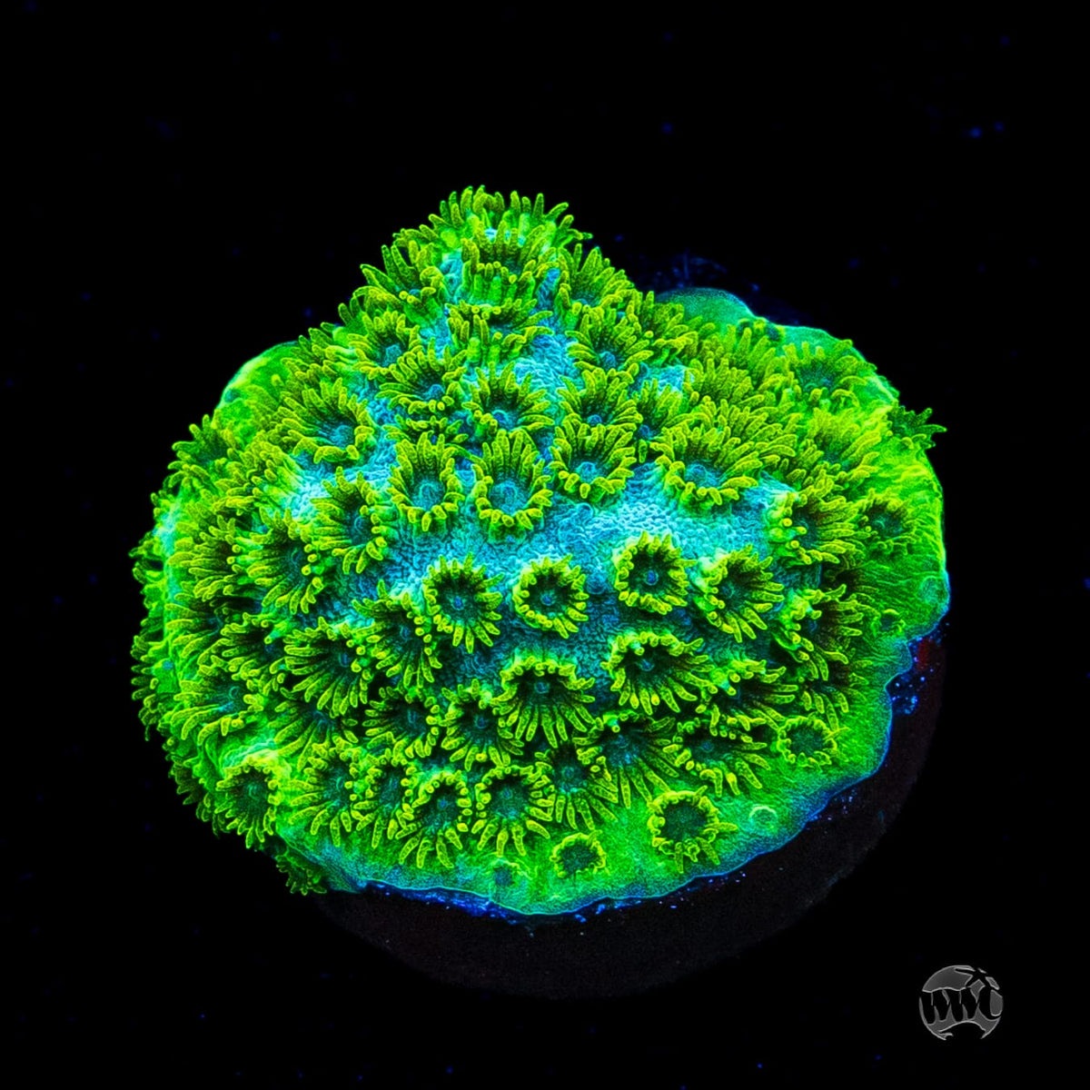 WWC Leafy Greens Cyphastrea