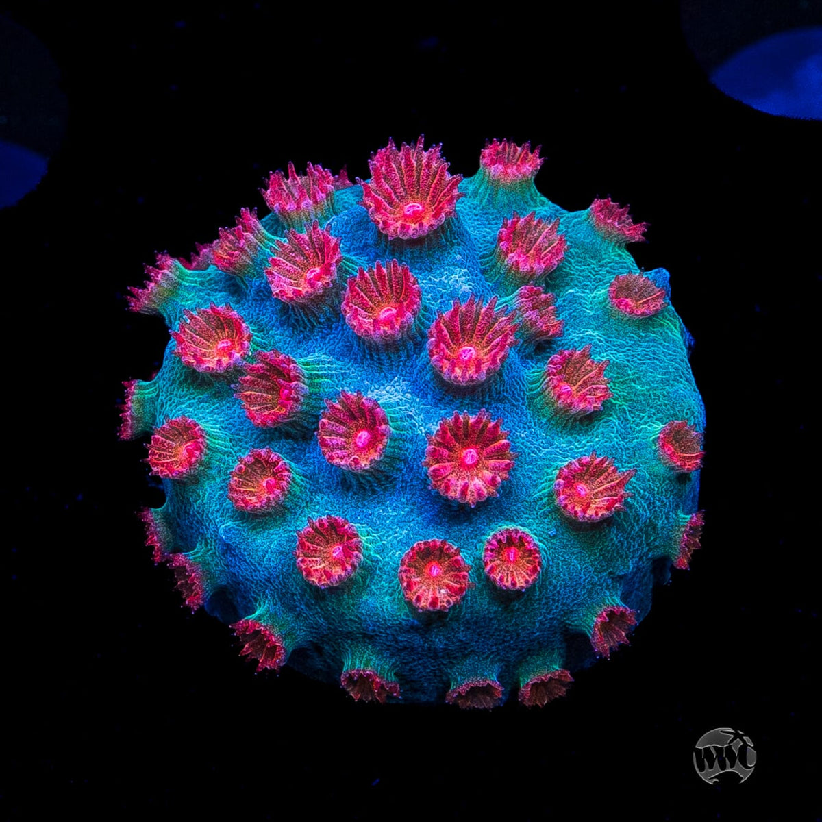 WWC Meteor Shower Cyphastrea