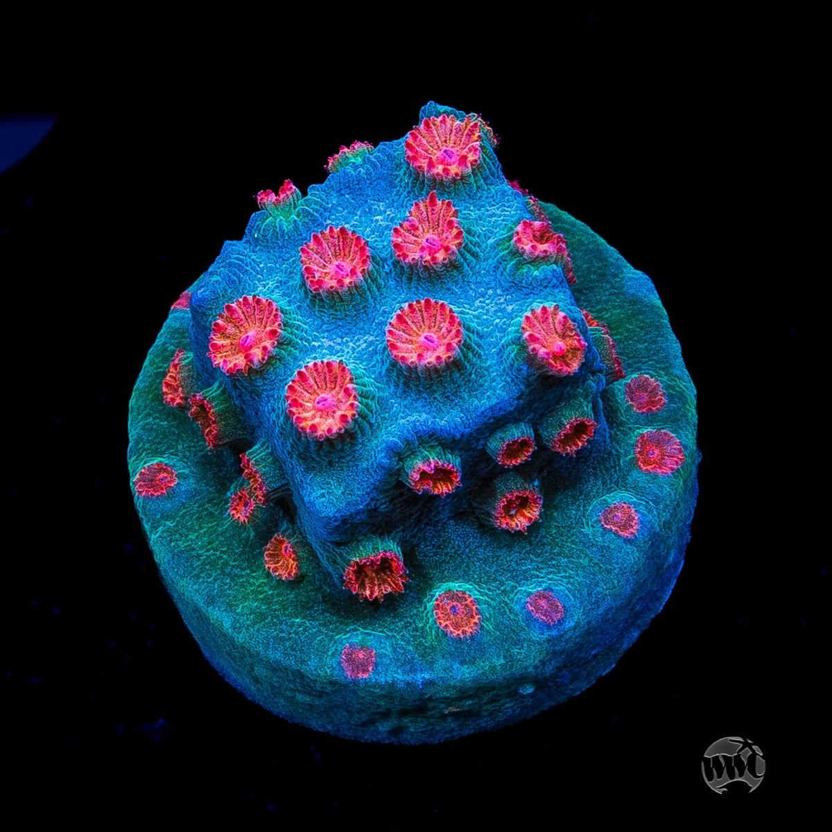 WWC Meteor Shower Cyphastrea