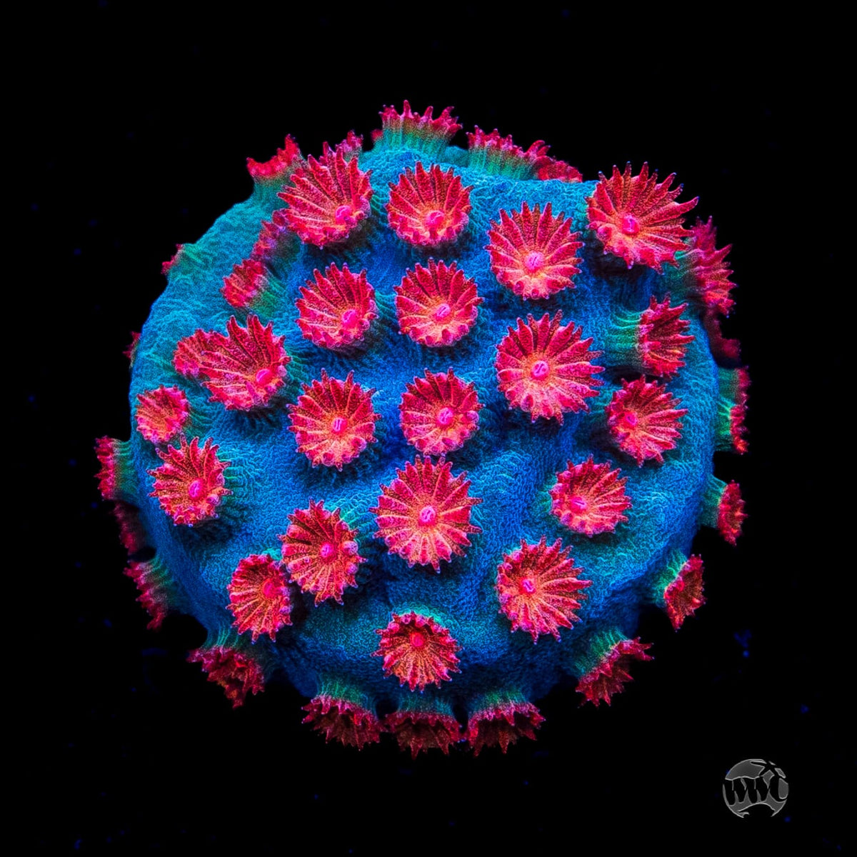 WWC Meteor Shower Cyphastrea