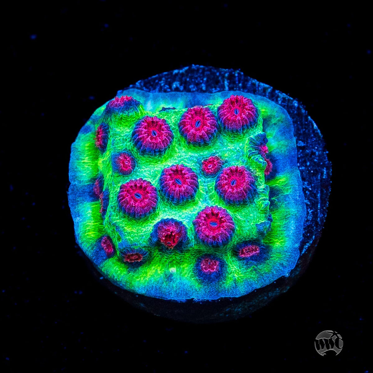 Jason Fox Alien Pox Cyphastrea