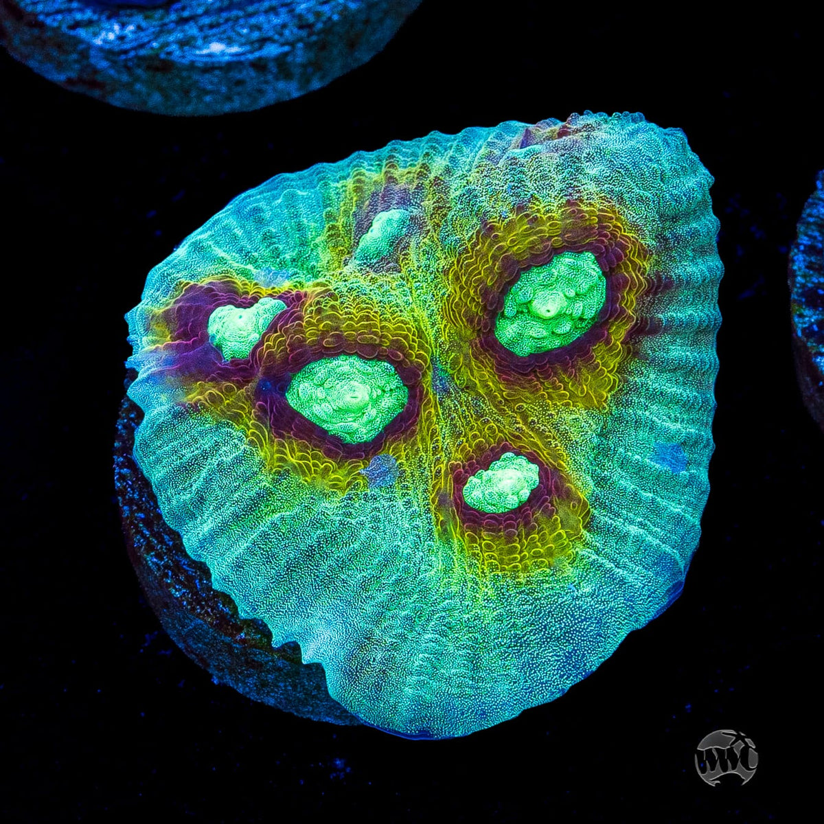 Mysterioso Mycedium Chalice