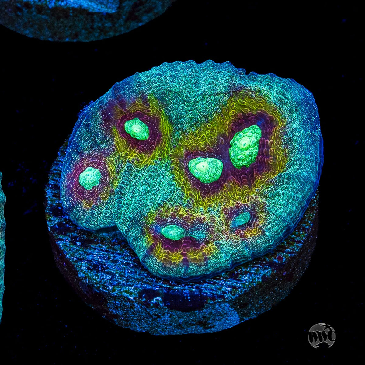 Mysterioso Mycedium Chalice