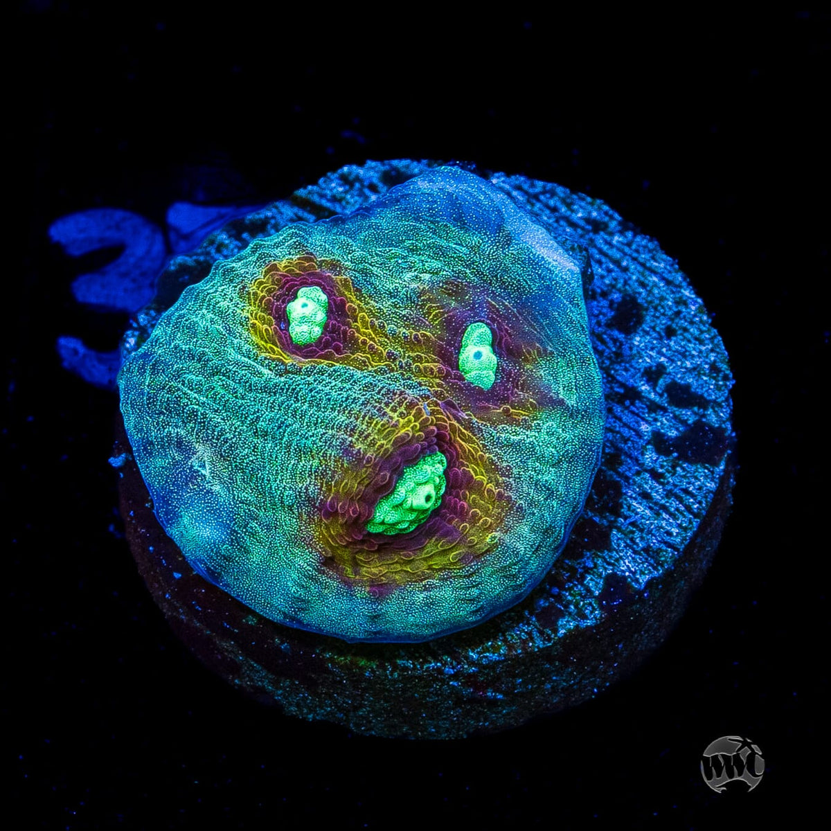 Mysterioso Mycedium Chalice