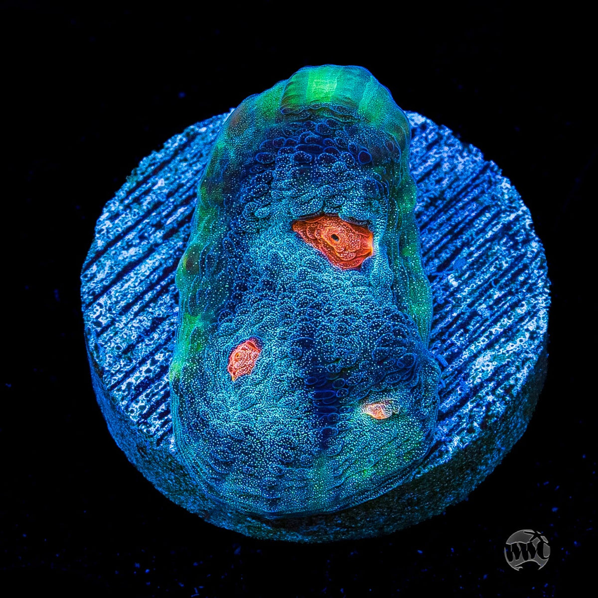 WWC Totally Blitzed Mycedium Chalice