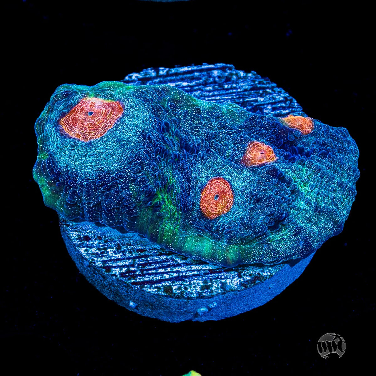 WWC Totally Blitzed Mycedium Chalice