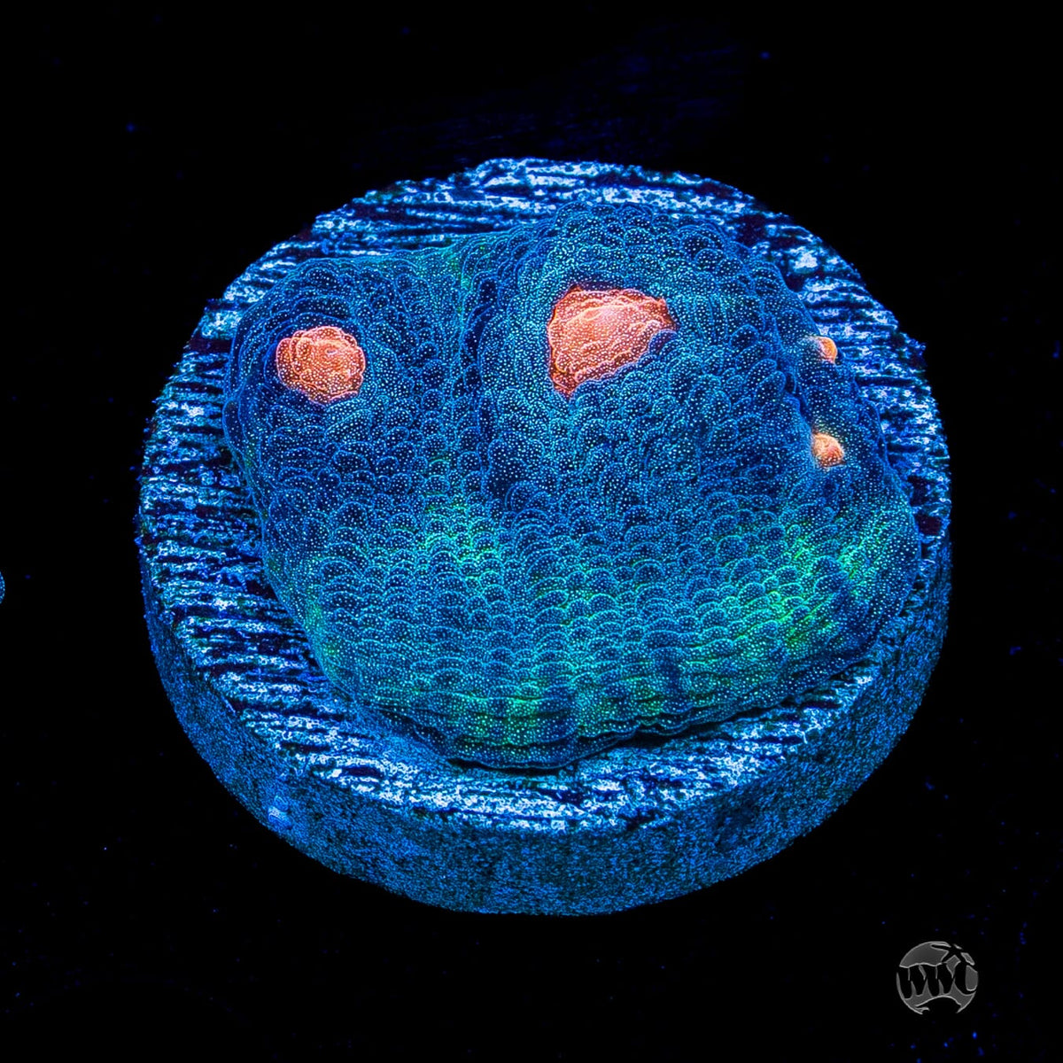 WWC Totally Blitzed Mycedium Chalice