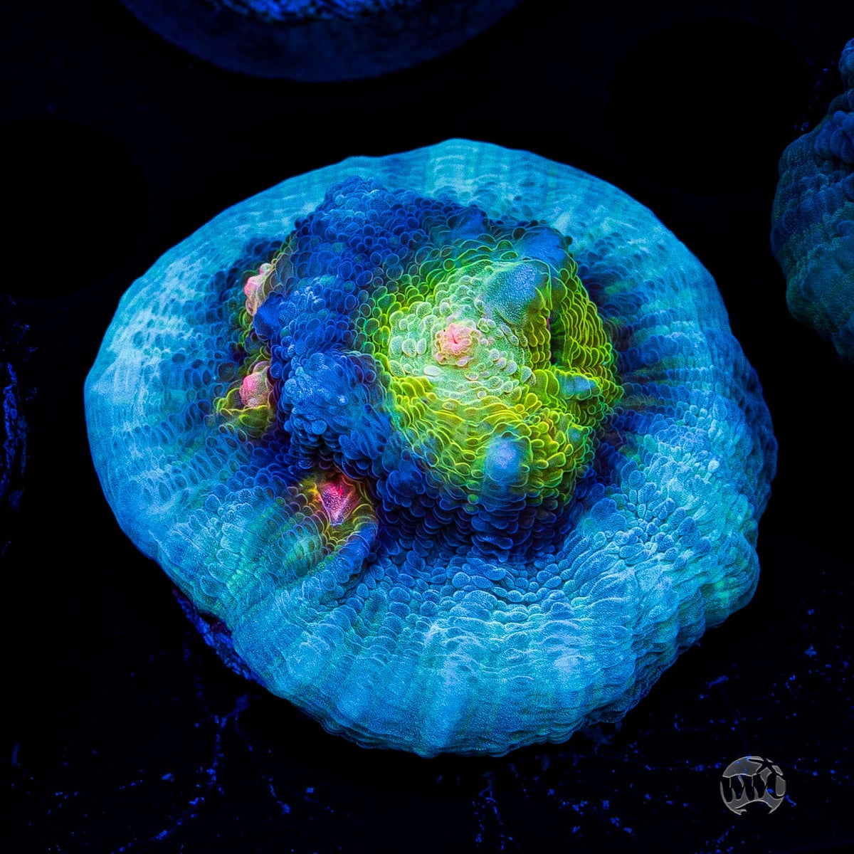 WWC Shattered Star Mycedium Chalice