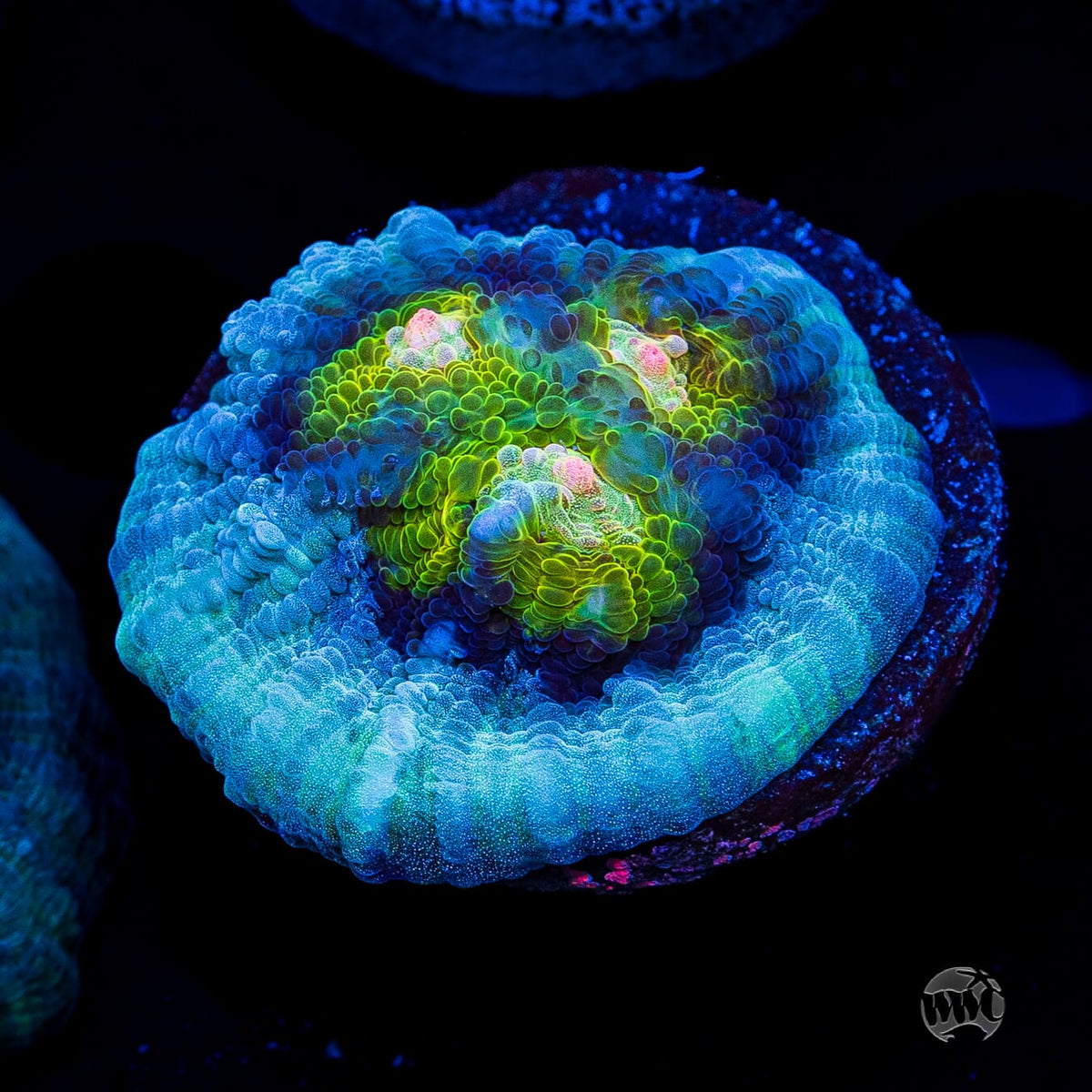 WWC Shattered Star Mycedium Chalice