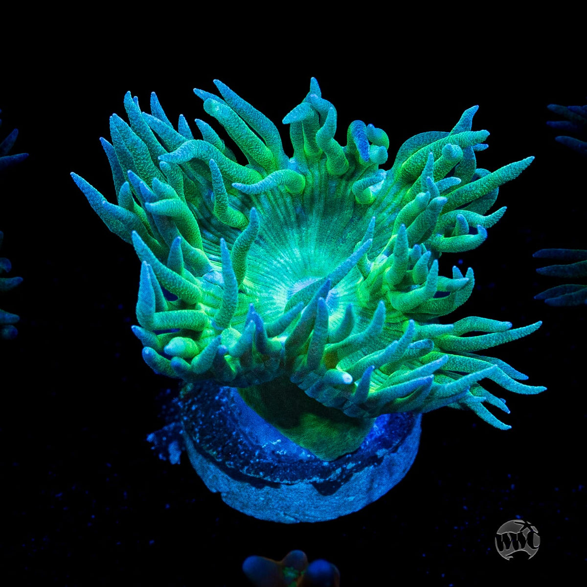 Green Duncan