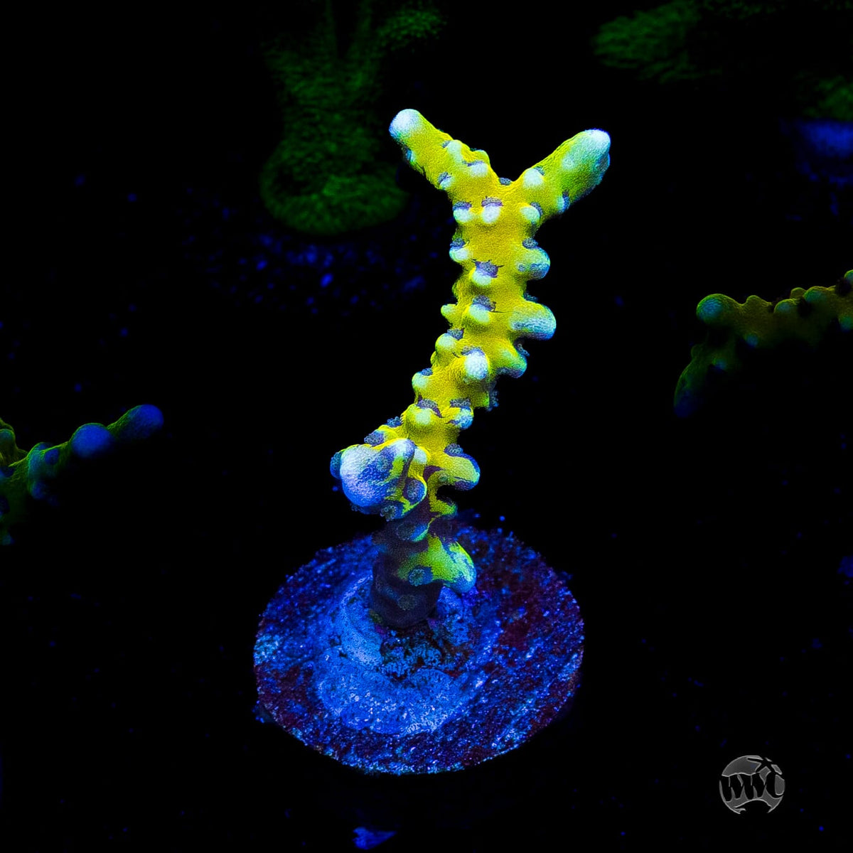 Grafted Goldenrod Anacropora