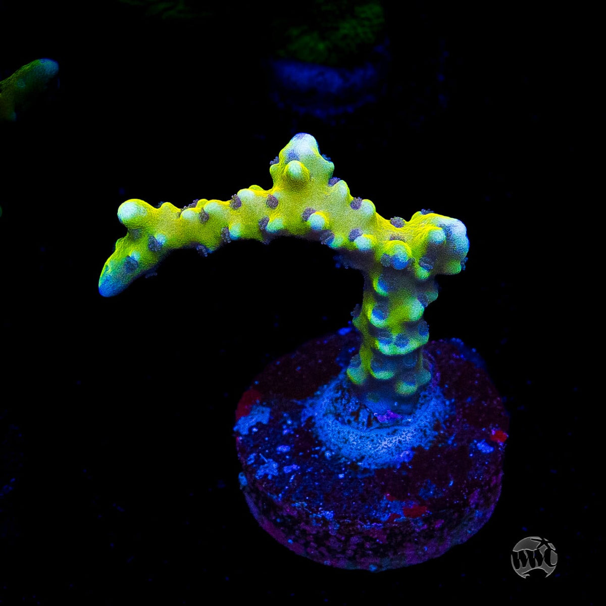 Goldenrod Anacropora