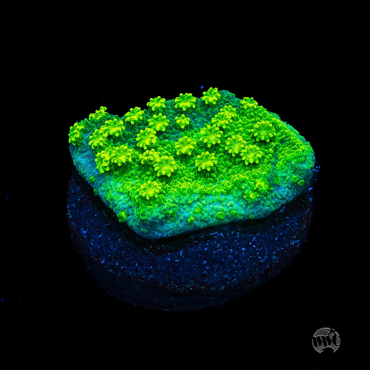 WWC Neon Astreopora