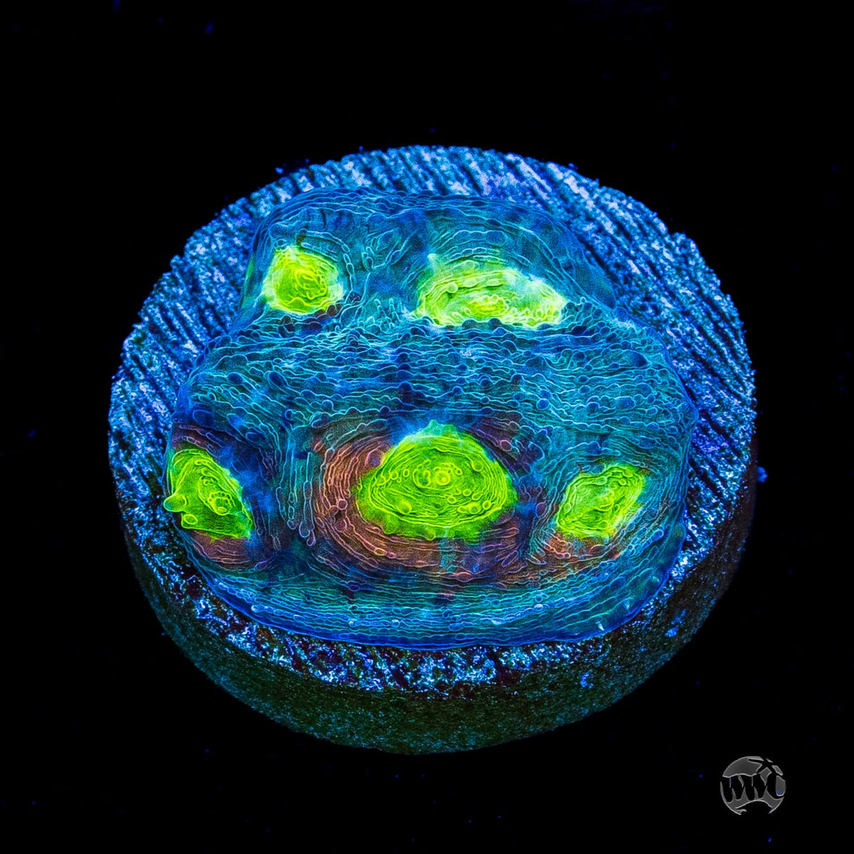 WWC Earthbound Echinata