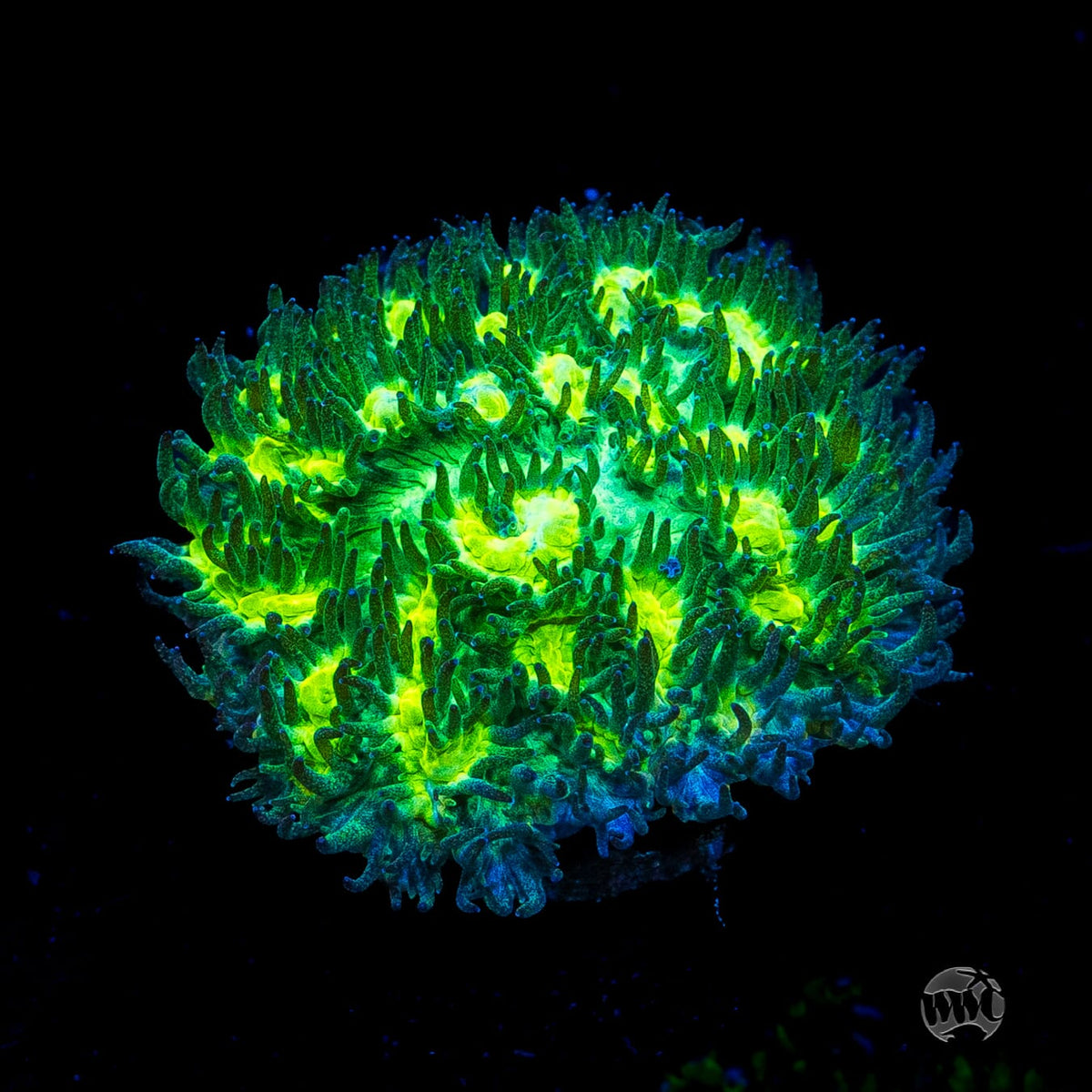 Jason Fox Limelight Hydnophora