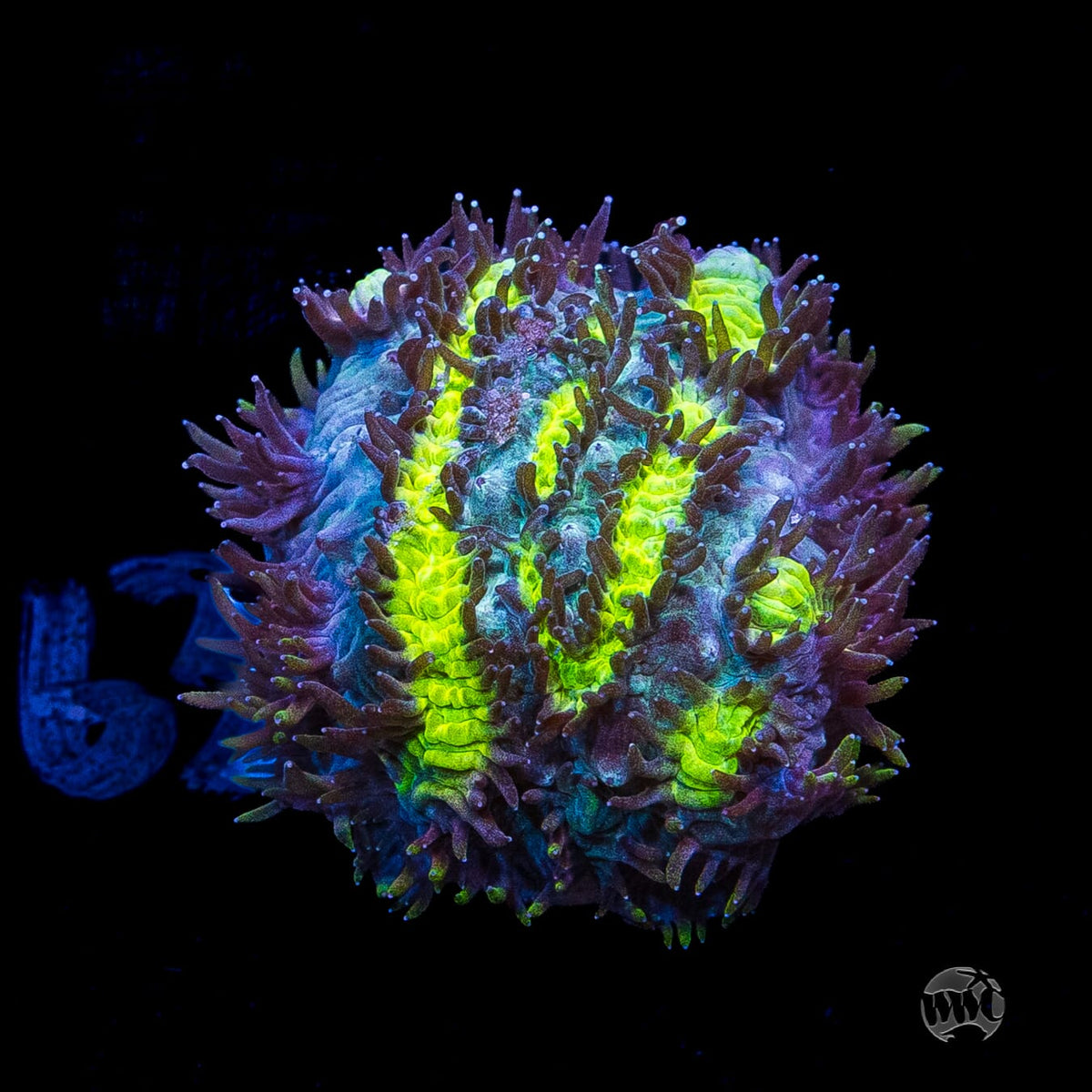 Jason Fox Blueberry Blast Hydnophora