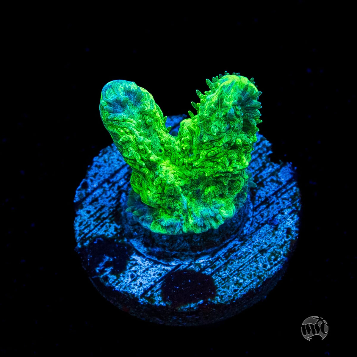 WWC Glowstick Hydnophora