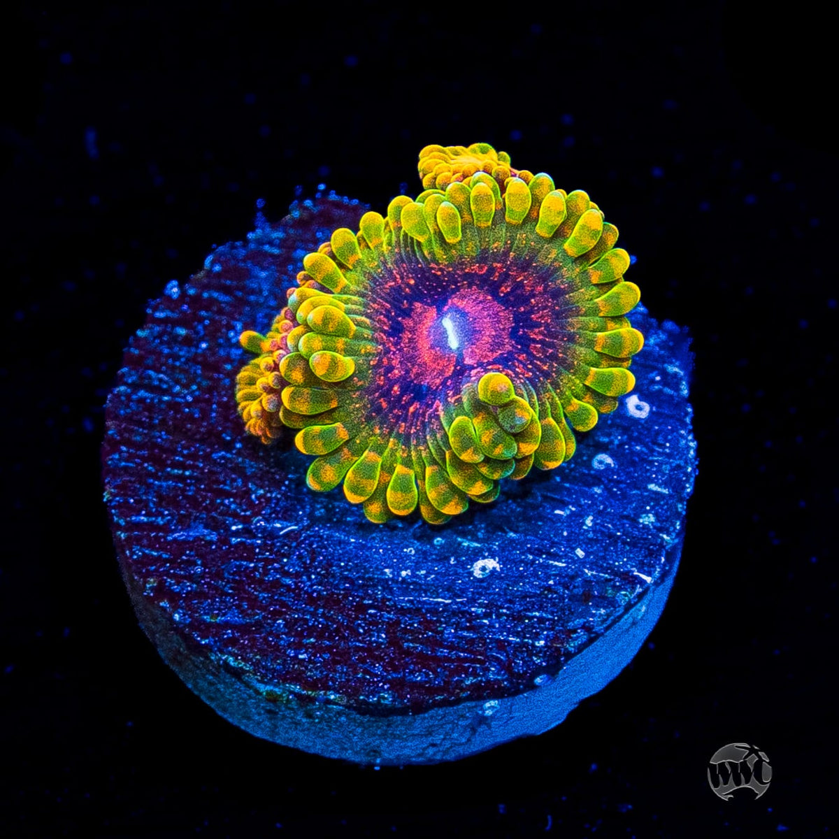 Grand Master Krakatoa Zoanthids