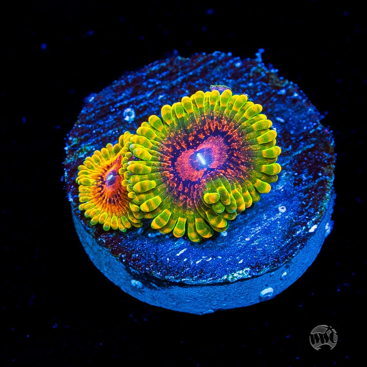 Grand Master Krakatoa Zoanthids