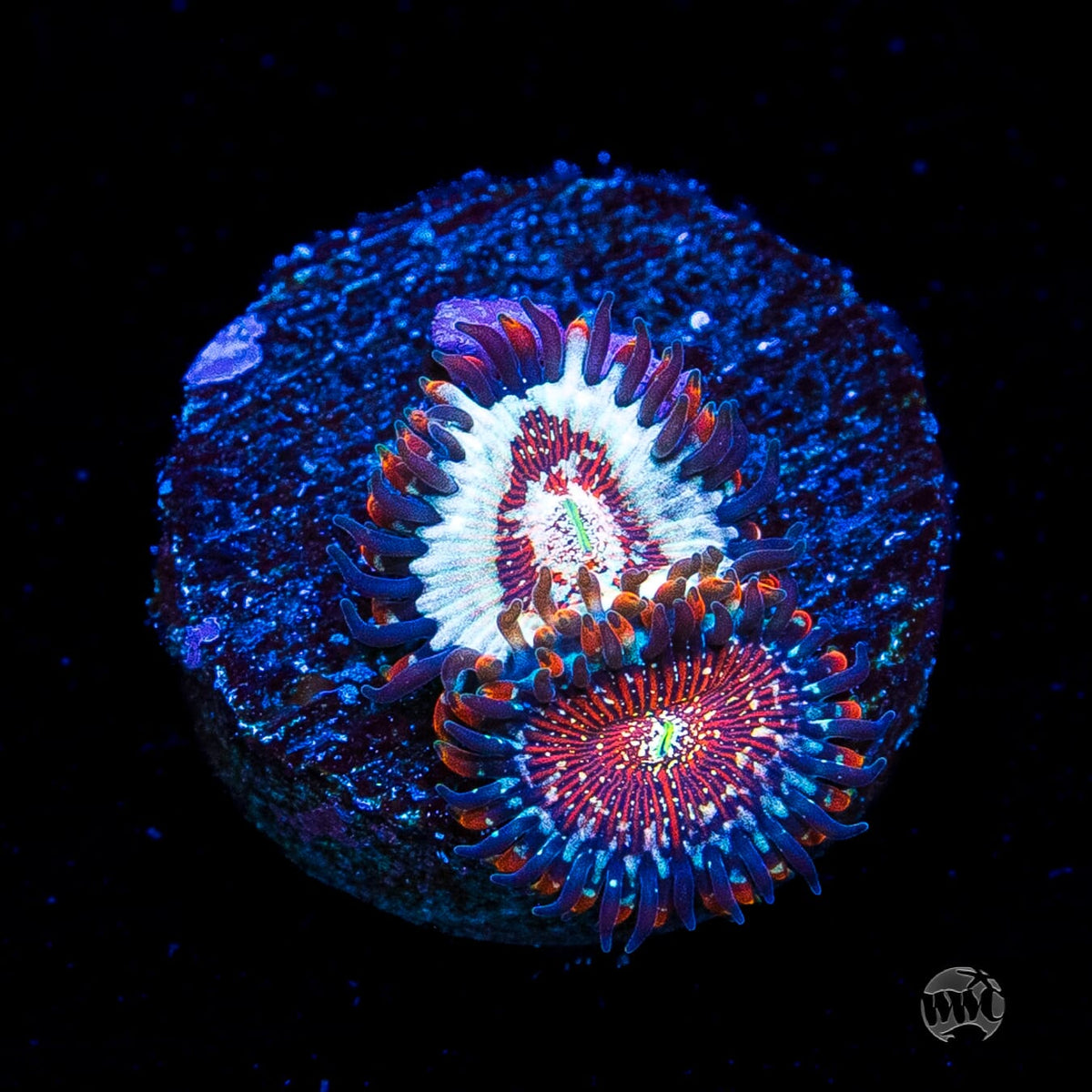 Salted Agave Zoanthids