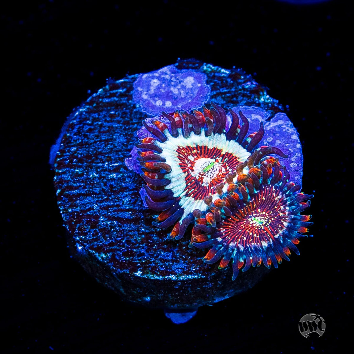 Salted Agave Zoanthids