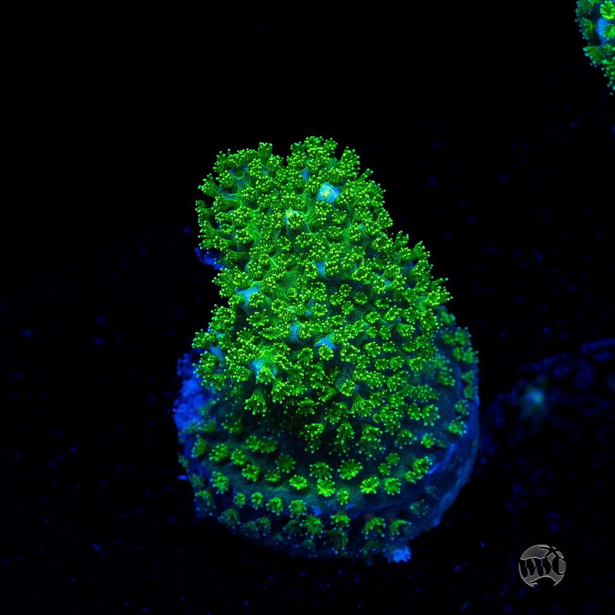 WWC Fallout Pocillopora