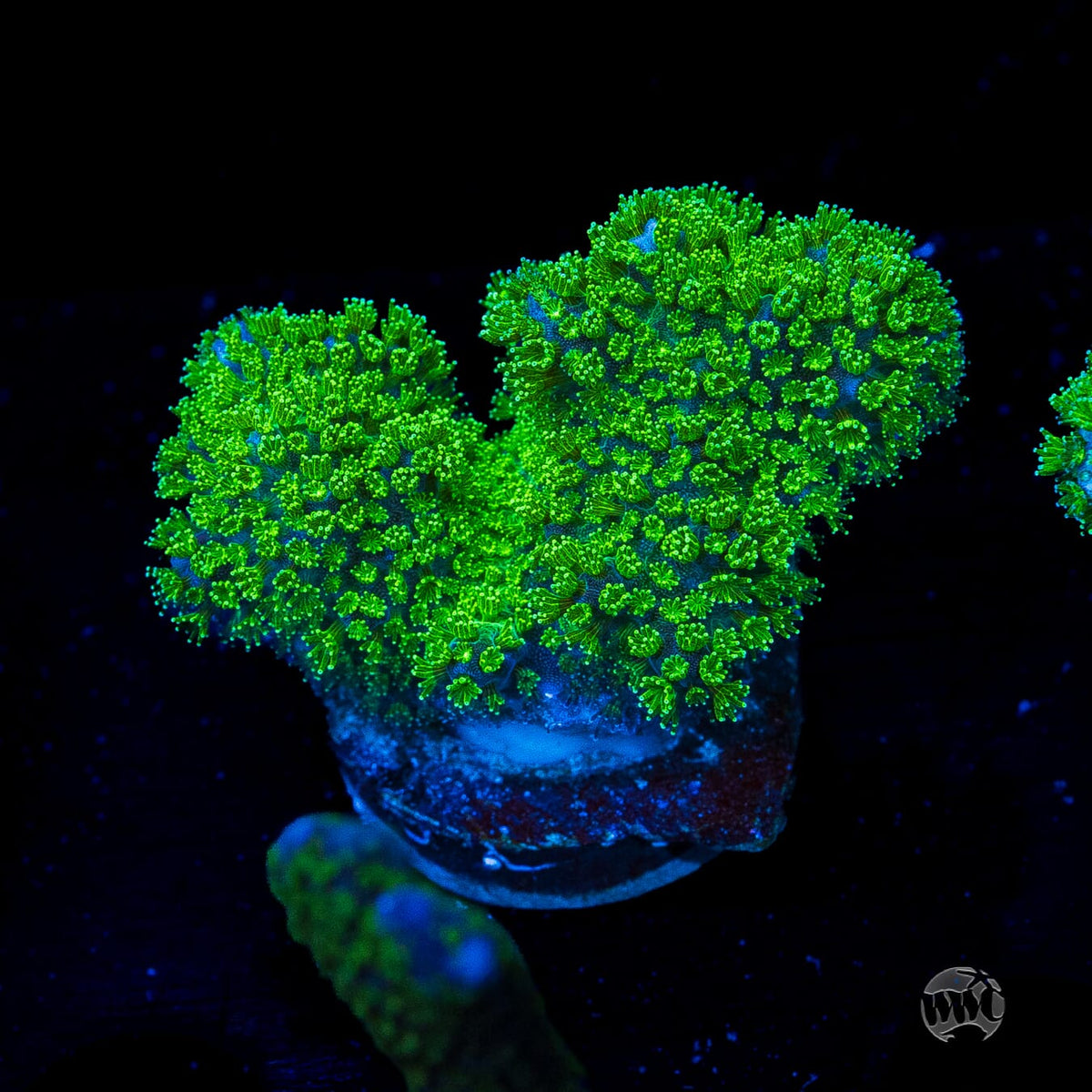 WWC Fallout Pocillopora