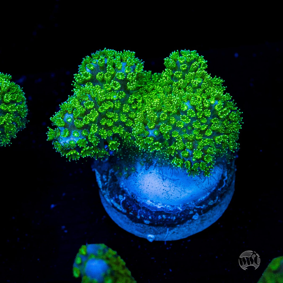 WWC Fallout Pocillopora