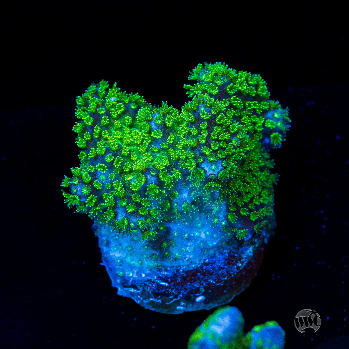 WWC Fallout Pocillopora