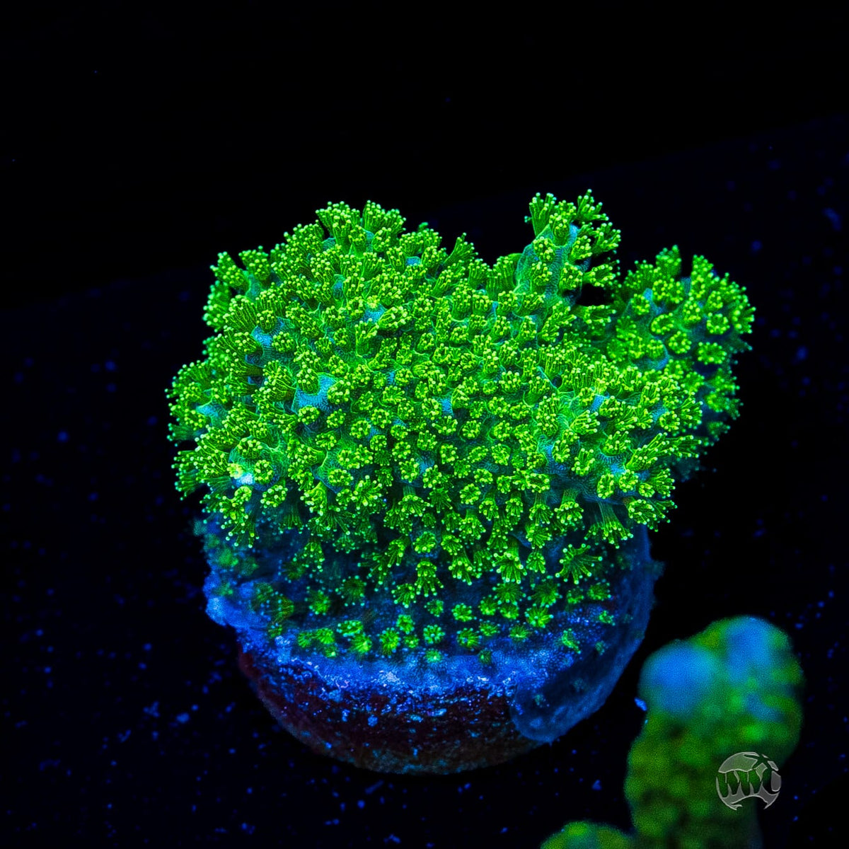 WWC Fallout Pocillopora