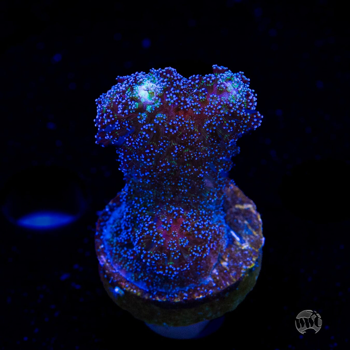 WWC Blue Stylophora