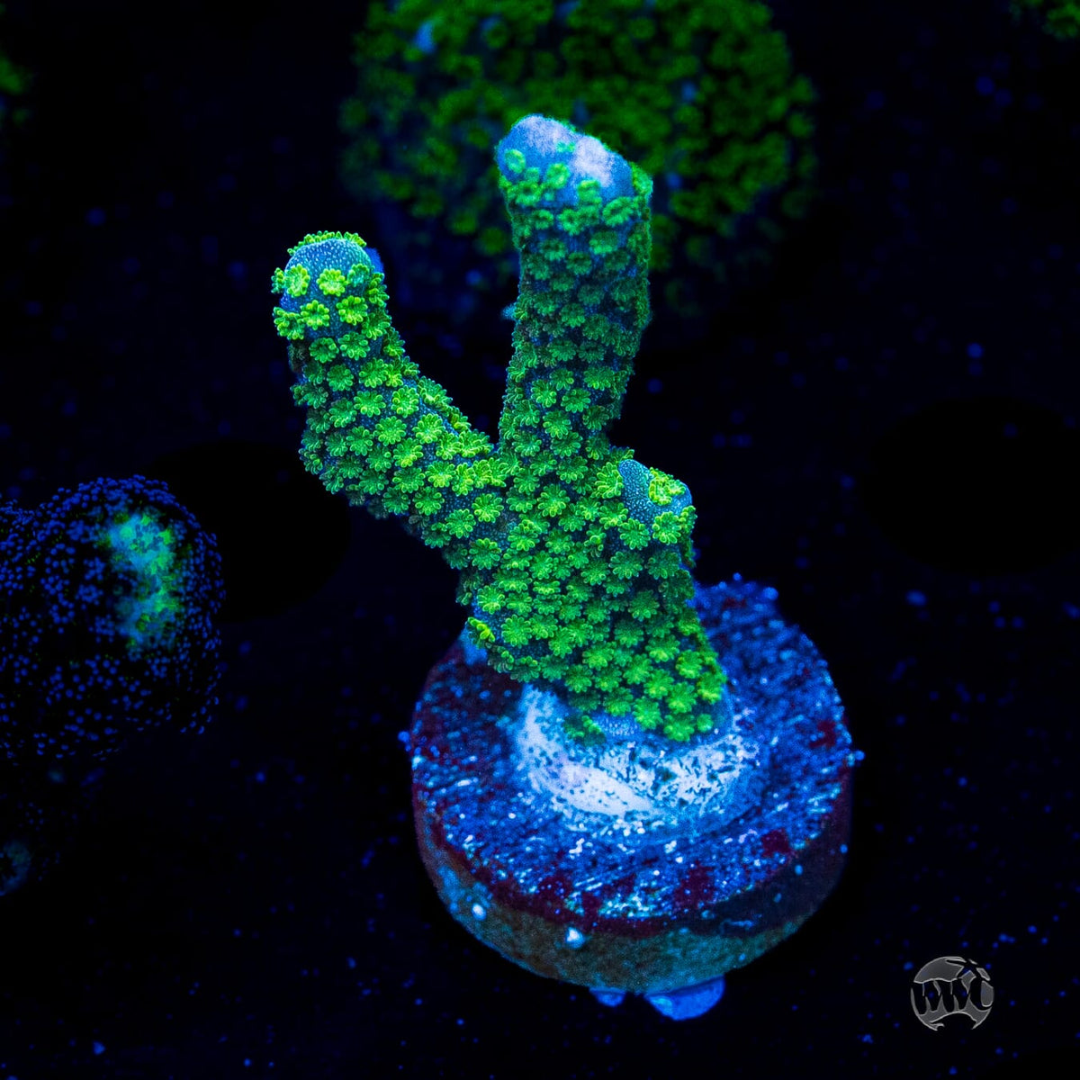 Green Digitata Montipora