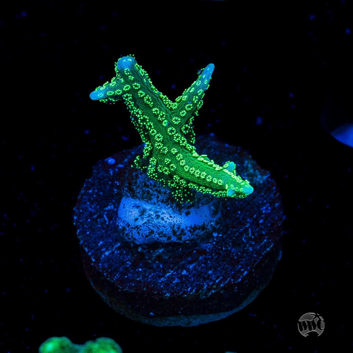 RF Jade Dragon Birdsnest