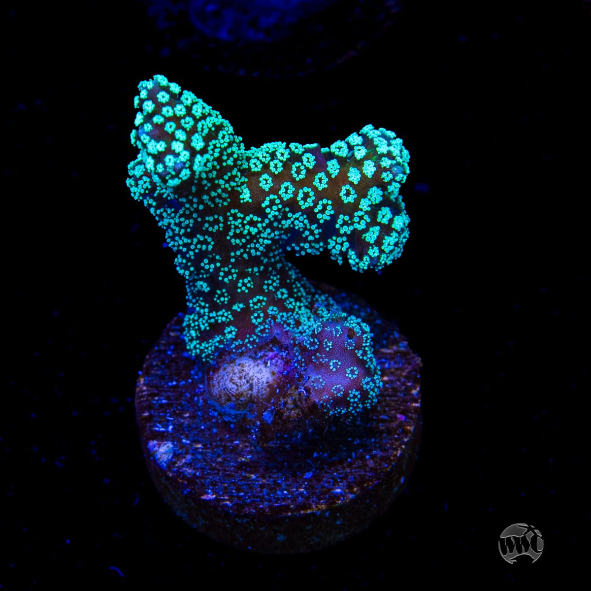 ORA Neon Birdsnest
