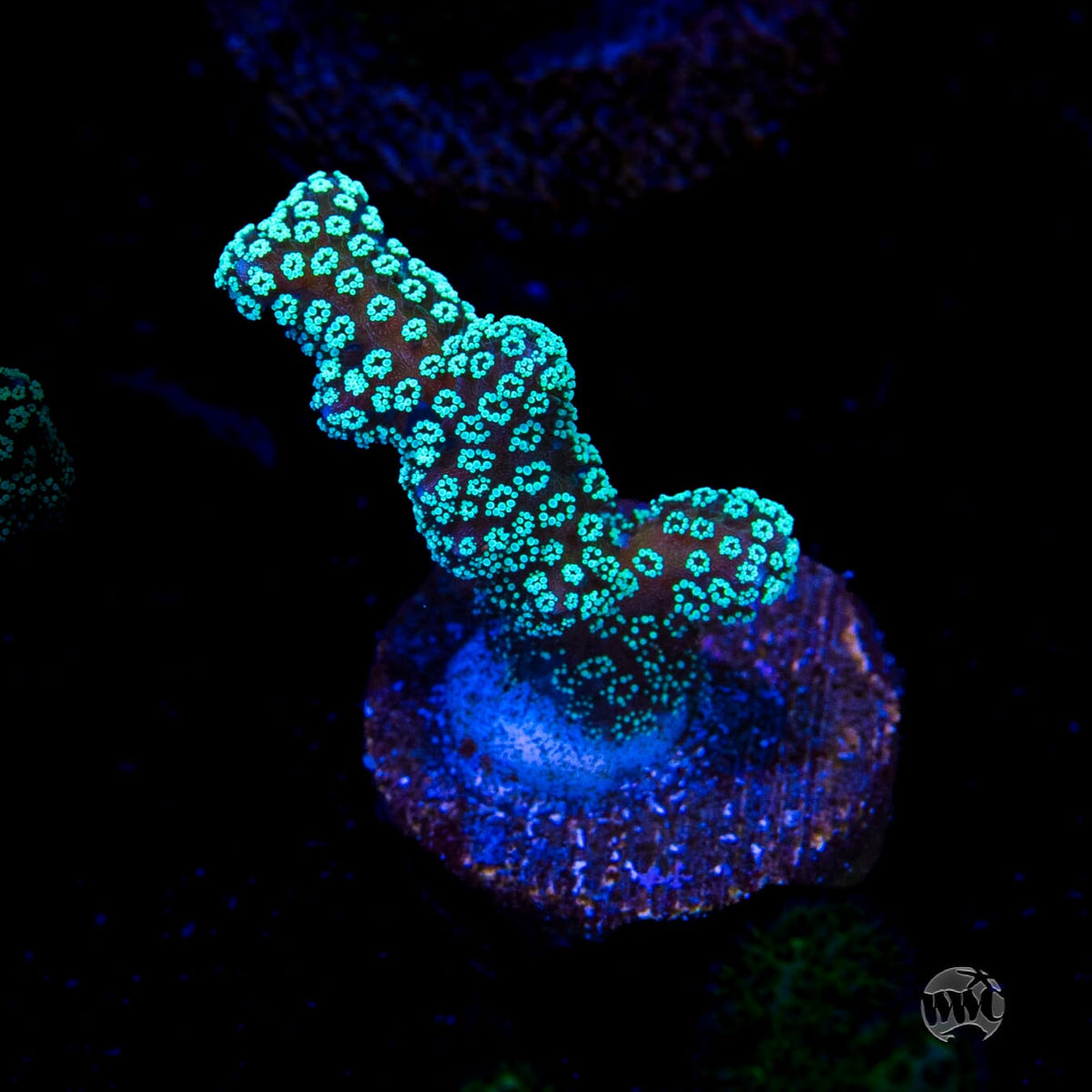 ORA Neon Birdsnest