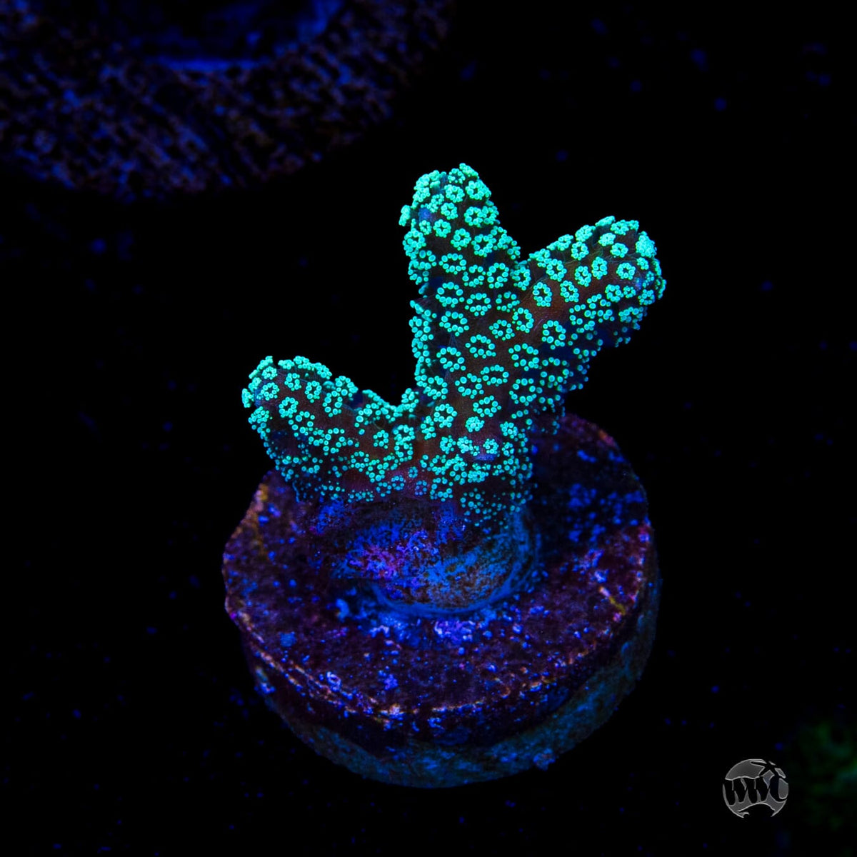 ORA Neon Birdsnest