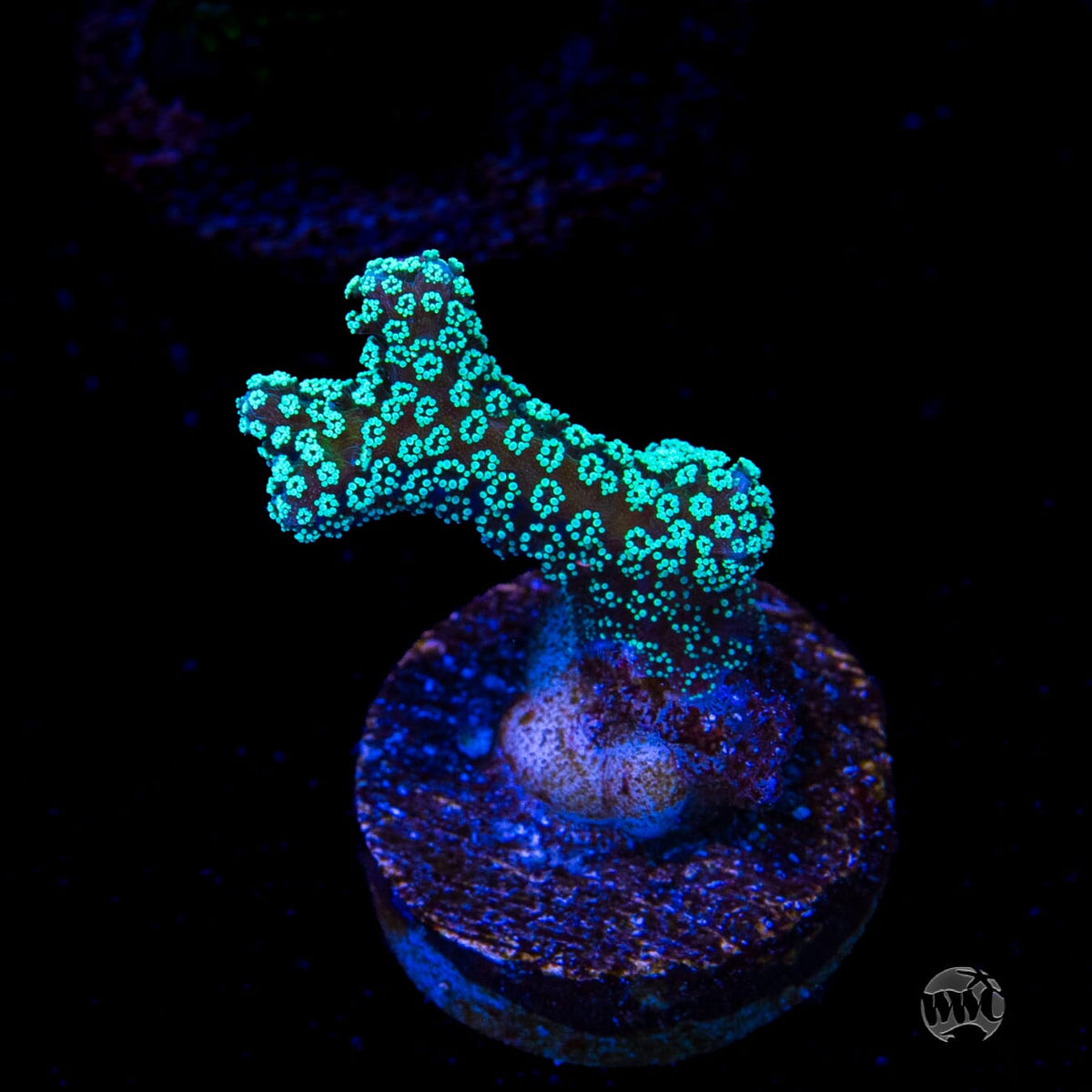 ORA Neon Birdsnest