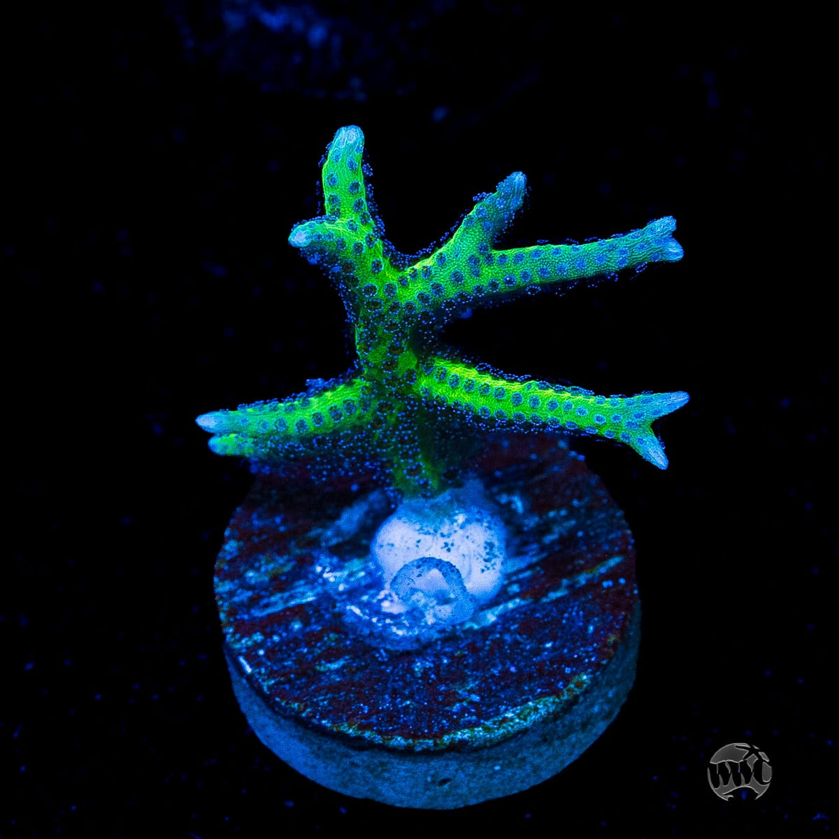 WWC Purple Polyp Birdsnest
